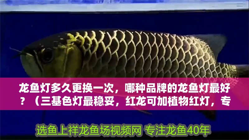 龍魚燈多久更換一次，哪種品牌的龍魚燈最好？（三基色燈最穩(wěn)妥，紅龍可加植物紅燈，專屬ai解讀）