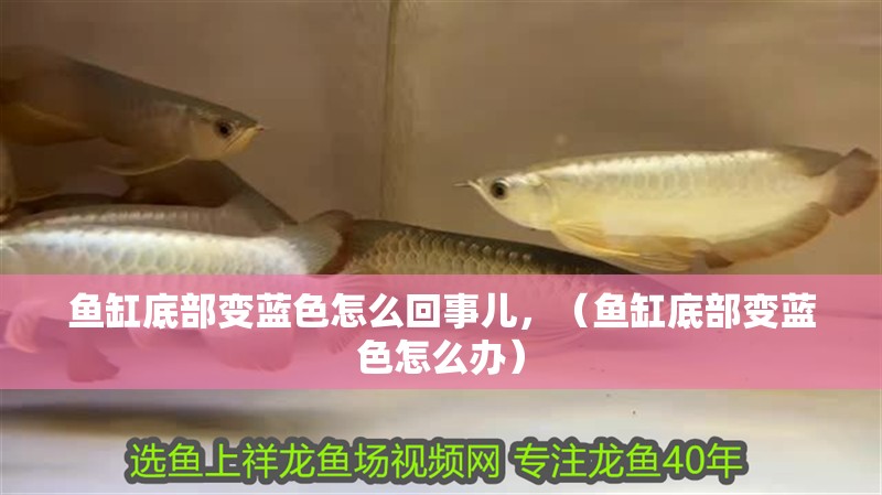 魚缸底部變藍色怎么回事兒，（魚缸底部變藍色怎么辦）