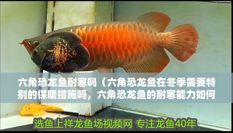 六角恐龍魚耐寒嗎（六角恐龍魚在冬季需要特別的保暖措施嗎，六角恐龍魚的耐寒能力如何）