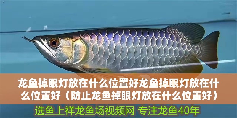 龍魚掉眼燈放在什么位置好龍魚掉眼燈放在什么位置好（防止龍魚掉眼燈放在什么位置好）