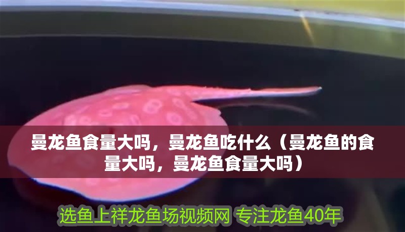 曼龍魚食量大嗎，曼龍魚吃什么（曼龍魚的食量大嗎，曼龍魚食量大嗎）