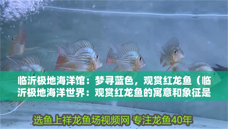 臨沂極地海洋館：夢尋藍色，觀賞紅龍魚（臨沂極地海洋世界：觀賞紅龍魚的寓意和象征是非常好的）