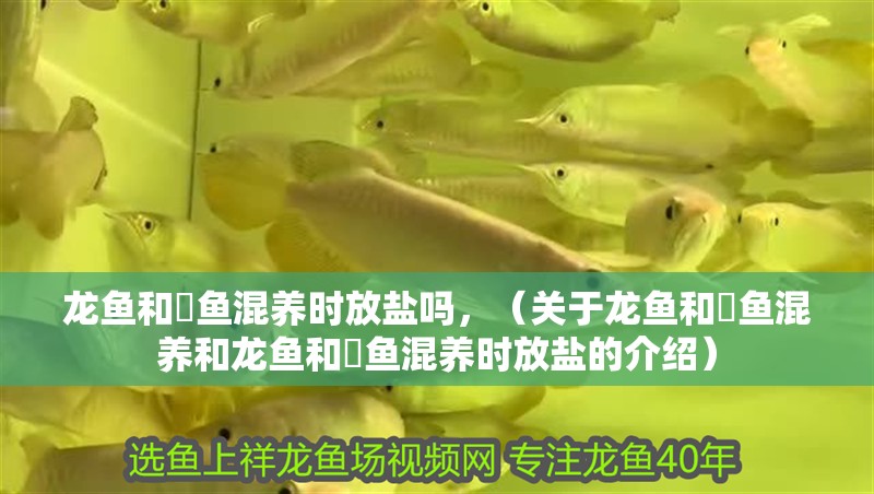 龍魚和魟魚混養(yǎng)時放鹽嗎，（關(guān)于龍魚和魟魚混養(yǎng)和龍魚和魟魚混養(yǎng)時放鹽的介紹）