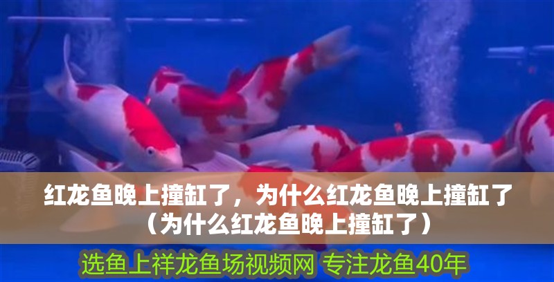 紅龍魚晚上撞缸了，為什么紅龍魚晚上撞缸了（為什么紅龍魚晚上撞缸了）