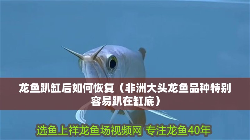 龍魚趴缸后如何恢復（非洲大頭龍魚品種特別容易趴在缸底）
