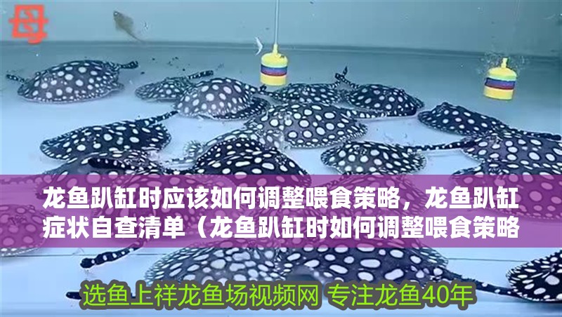龍魚趴缸時應該如何調整喂食策略，龍魚趴缸癥狀自查清單（龍魚趴缸時如何調整喂食策略）