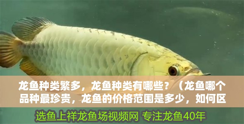 龍魚種類繁多，龍魚種類有哪些？（龍魚哪個品種最珍貴，龍魚的價格范圍是多少，如何區分龍魚的品種）