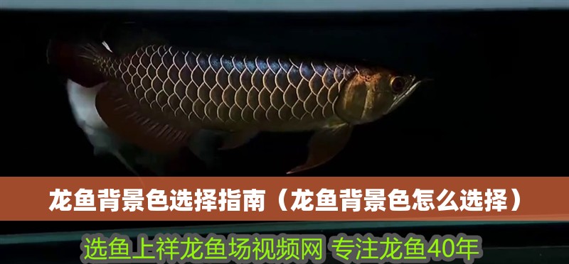 龍魚背景色選擇指南（龍魚背景色怎么選擇）