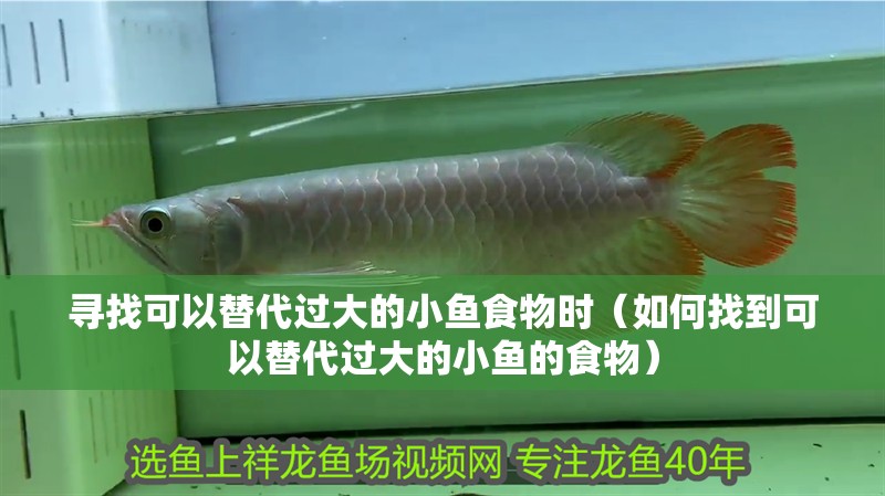 尋找可以替代過大的小魚食物時（如何找到可以替代過大的小魚的食物）
