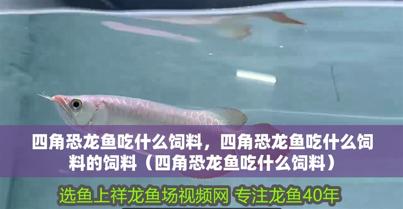 四角恐龍魚吃什么飼料，四角恐龍魚吃什么飼料的飼料（四角恐龍魚吃什么飼料）