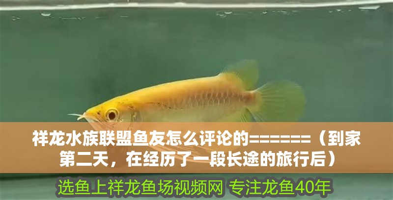祥龍水族聯(lián)盟魚友怎么評論的======（到家第二天，在經(jīng)歷了一段長途的旅行后）