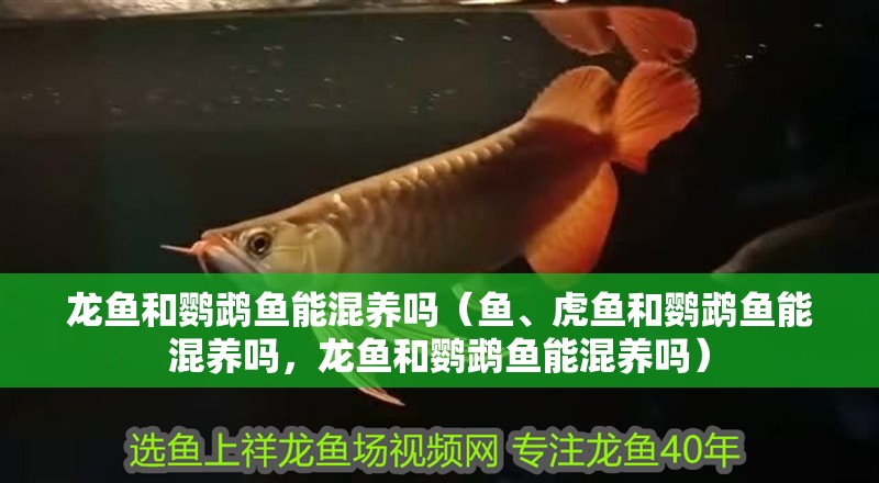 龍魚和鸚鵡魚能混養(yǎng)嗎（魚、虎魚和鸚鵡魚能混養(yǎng)嗎，龍魚和鸚鵡魚能混養(yǎng)嗎）