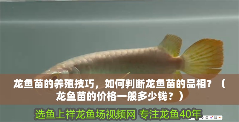 龍魚苗的養殖技巧，如何判斷龍魚苗的品相？（龍魚苗的價格一般多少錢？）