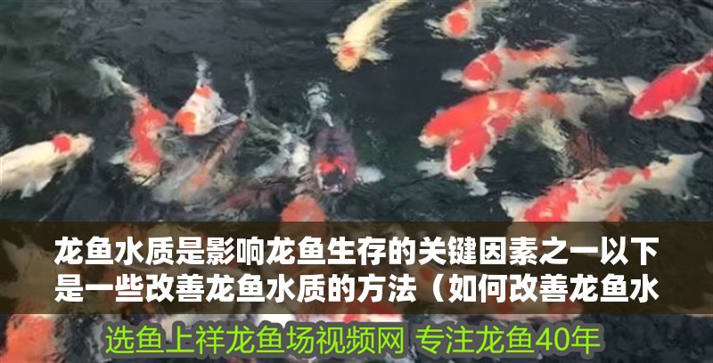 龍魚水質是影響龍魚生存的關鍵因素之一以下是一些改善龍魚水質的方法（如何改善龍魚水質）