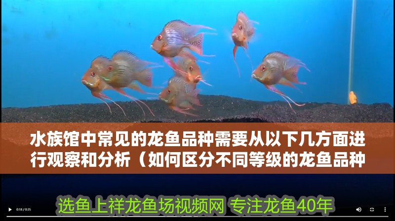 水族館中常見(jiàn)的龍魚(yú)品種需要從以下幾方面進(jìn)行觀察和分析（如何區(qū)分不同等級(jí)的龍魚(yú)品種）