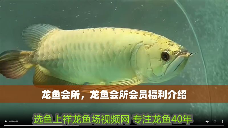龍魚會所，龍魚會所會員福利介紹