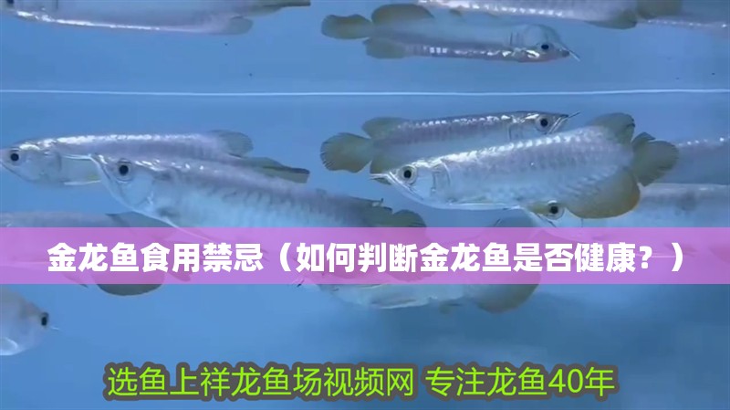 金龍魚(yú)食用禁忌（如何判斷金龍魚(yú)是否健康？）