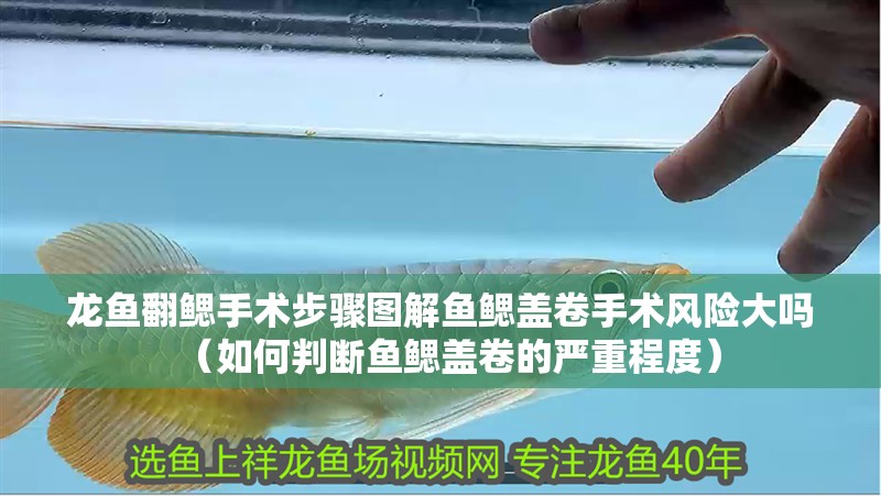 龍魚翻鰓手術步驟圖解魚鰓蓋卷手術風險大嗎（如何判斷魚鰓蓋卷的嚴重程度）