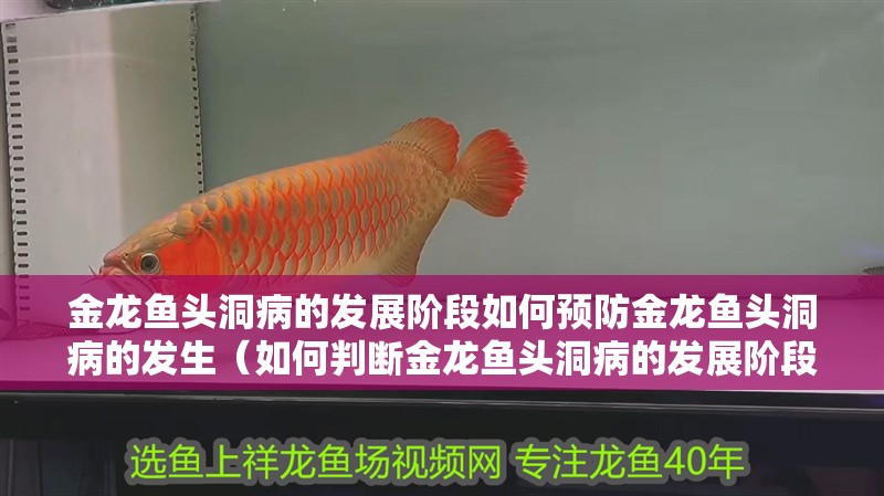 金龍魚頭洞病的發展階段如何預防金龍魚頭洞病的發生（如何判斷金龍魚頭洞病的發展階段？）