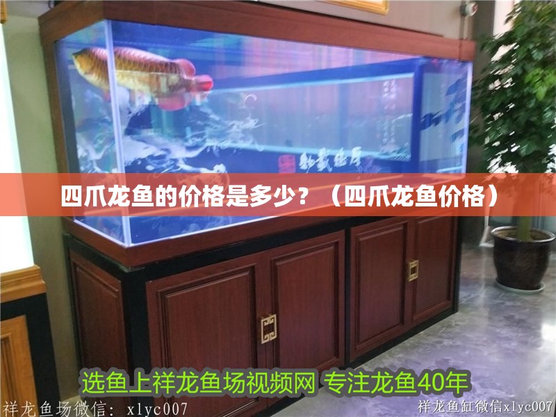 四爪龍魚的價格是多少？（四爪龍魚價格）
