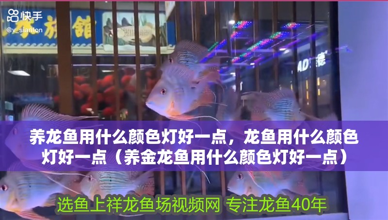 養龍魚用什么顏色燈好一點，龍魚用什么顏色燈好一點（養金龍魚用什么顏色燈好一點）