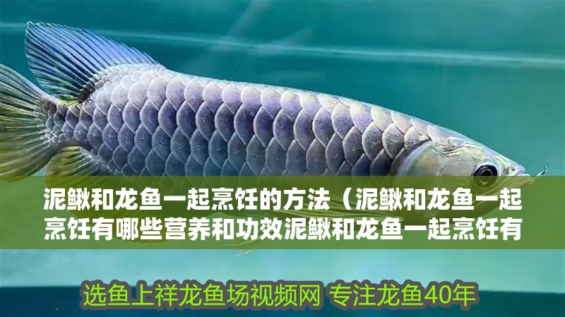 泥鰍和龍魚一起烹飪的方法（泥鰍和龍魚一起烹飪有哪些營養和功效泥鰍和龍魚一起烹飪有哪些注意事項）