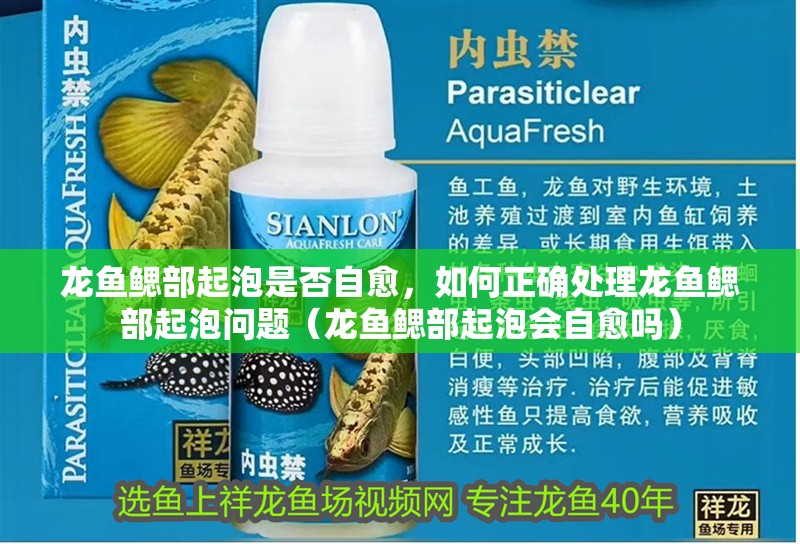 龍魚鰓部起泡是否自愈，如何正確處理龍魚鰓部起泡問題（龍魚鰓部起泡會自愈嗎）