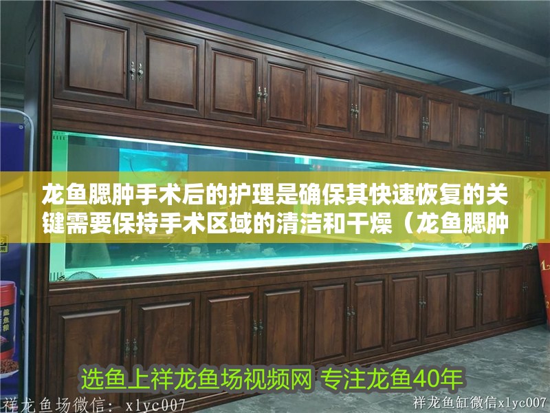 龍魚腮腫手術(shù)后的護(hù)理是確保其快速恢復(fù)的關(guān)鍵需要保持手術(shù)區(qū)域的清潔和干燥（龍魚腮腫手術(shù)后如何護(hù)理）