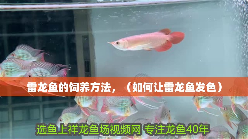 雷龍魚的飼養方法，（如何讓雷龍魚發色）