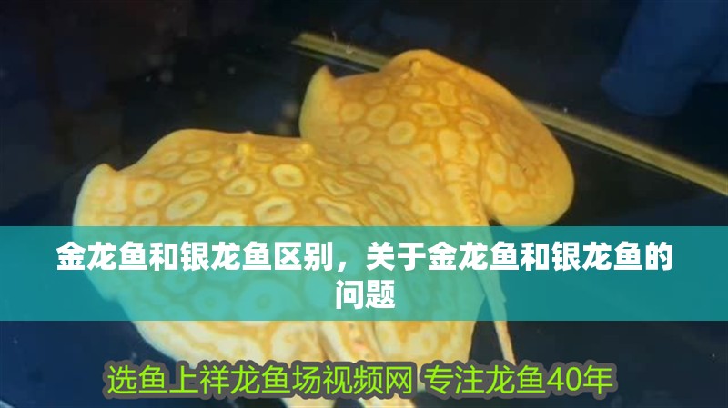金龍魚和銀龍魚區別，關于金龍魚和銀龍魚的問題