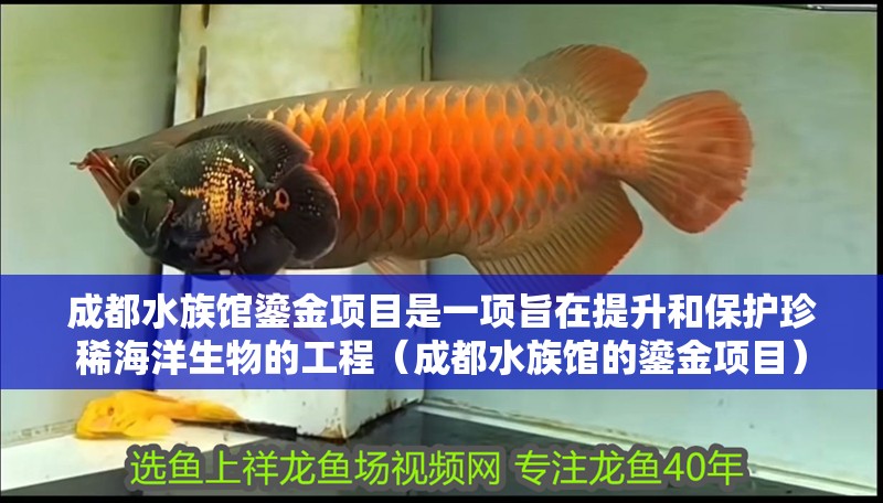 成都水族館鎏金項目是一項旨在提升和保護珍稀海洋生物的工程（成都水族館的鎏金項目）