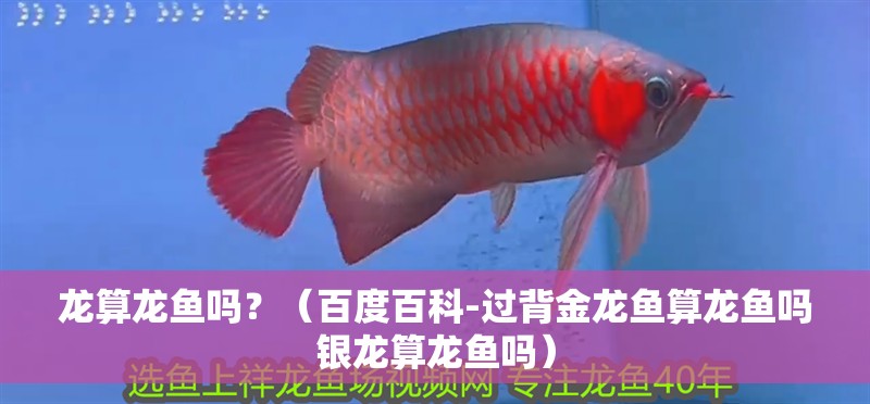 龍算龍魚嗎？（百度百科-過背金龍魚算龍魚嗎銀龍算龍魚嗎）