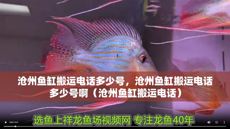 滄州魚缸搬運電話多少號，滄州魚缸搬運電話多少號?。嬷蒴~缸搬運電話）