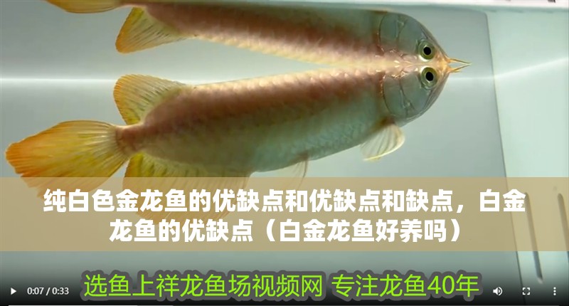 純白色金龍魚的優缺點和優缺點和缺點，白金龍魚的優缺點（白金龍魚好養嗎）