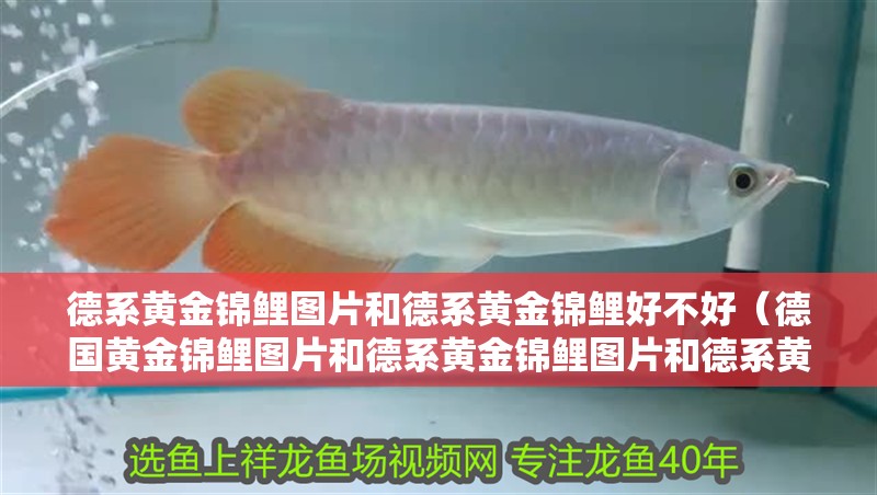 德系黃金錦鯉圖片和德系黃金錦鯉好不好（德國黃金錦鯉圖片和德系黃金錦鯉圖片和德系黃金錦鯉圖片的知識）
