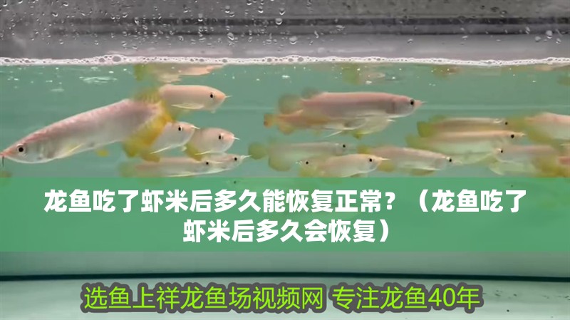 龍魚吃了蝦米后多久能恢復正常？（龍魚吃了蝦米后多久會恢復）