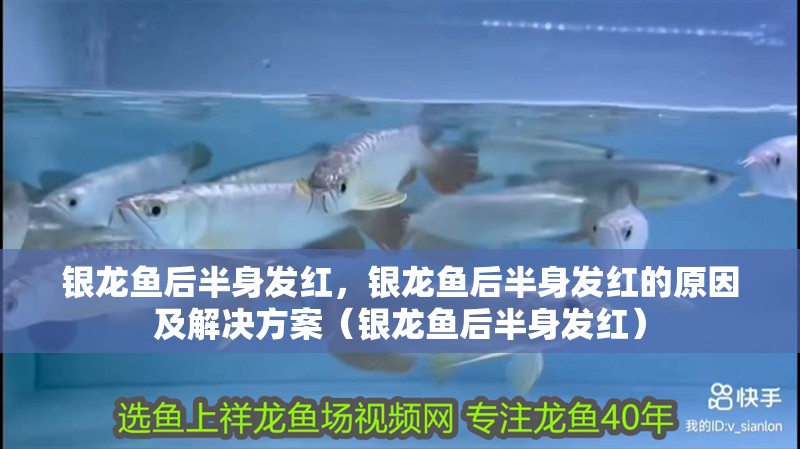 銀龍魚后半身發紅，銀龍魚后半身發紅的原因及解決方案（銀龍魚后半身發紅）