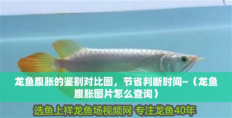 龍魚腹脹的鑒別對比圖，節省判斷時間~（龍魚腹脹圖片怎么查詢）