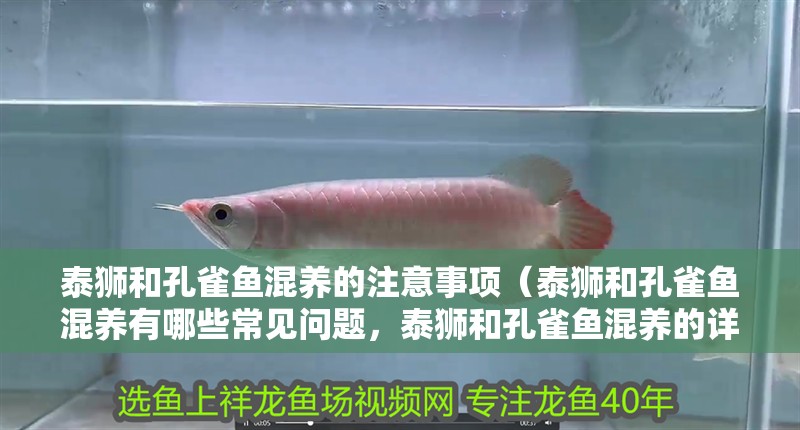 泰獅和孔雀魚混養的注意事項（泰獅和孔雀魚混養有哪些常見問題，泰獅和孔雀魚混養的詳細飼料清單）