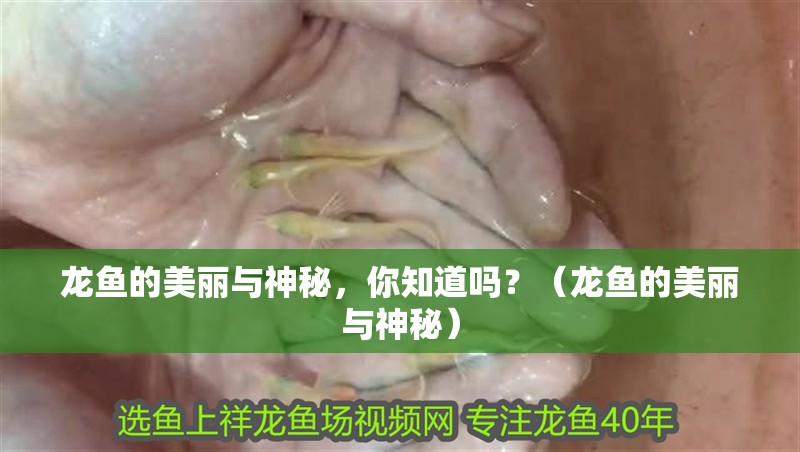 龍魚的美麗與神秘，你知道嗎？（龍魚的美麗與神秘）