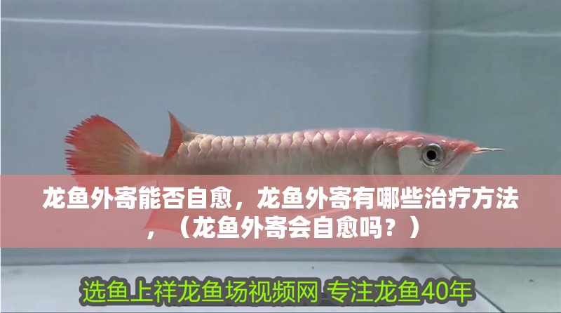 龍魚外寄能否自愈，龍魚外寄有哪些治療方法，（龍魚外寄會自愈嗎？）