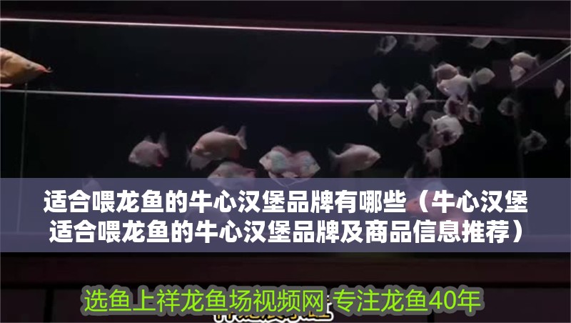 適合喂龍魚的牛心漢堡品牌有哪些（牛心漢堡適合喂龍魚的牛心漢堡品牌及商品信息推薦）