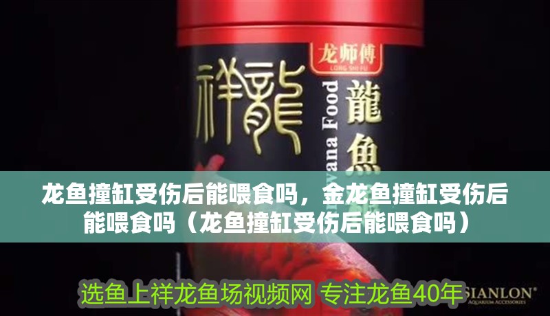 龍魚撞缸受傷后能喂食嗎，金龍魚撞缸受傷后能喂食嗎（龍魚撞缸受傷后能喂食嗎）