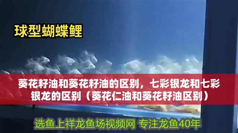 葵花籽油和葵花籽油的區(qū)別，七彩銀龍和七彩銀龍的區(qū)別（葵花仁油和葵花籽油區(qū)別）