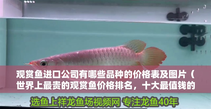 觀賞魚進口公司有哪些品種的價格表及圖片（世界上最貴的觀賞魚價格排名，十大最值錢的觀賞魚價格）