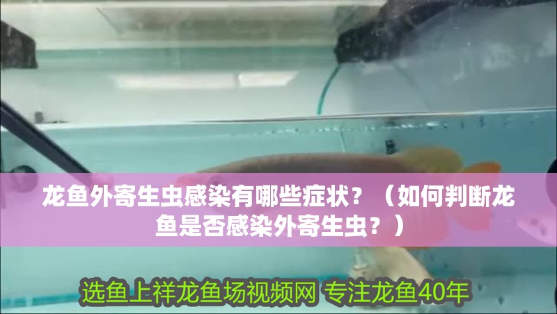 龍魚外寄生蟲感染有哪些癥狀？（如何判斷龍魚是否感染外寄生蟲？）