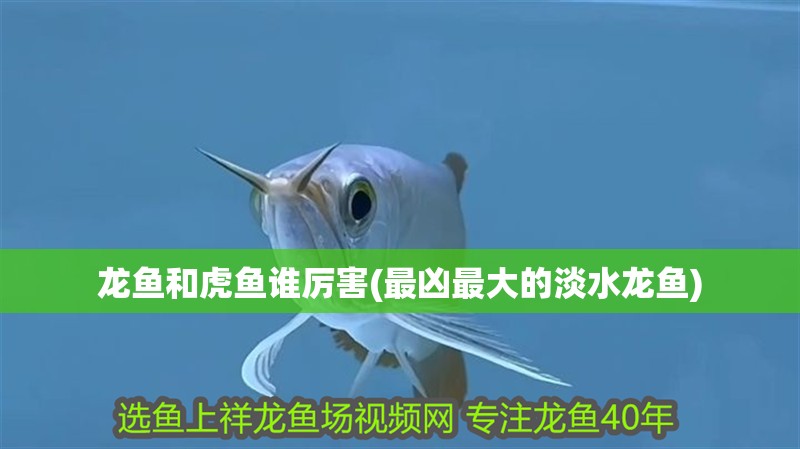 龍魚和虎魚誰厲害(最兇最大的淡水龍魚)