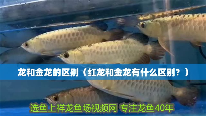 龍和金龍的區別（紅龍和金龍有什么區別？）