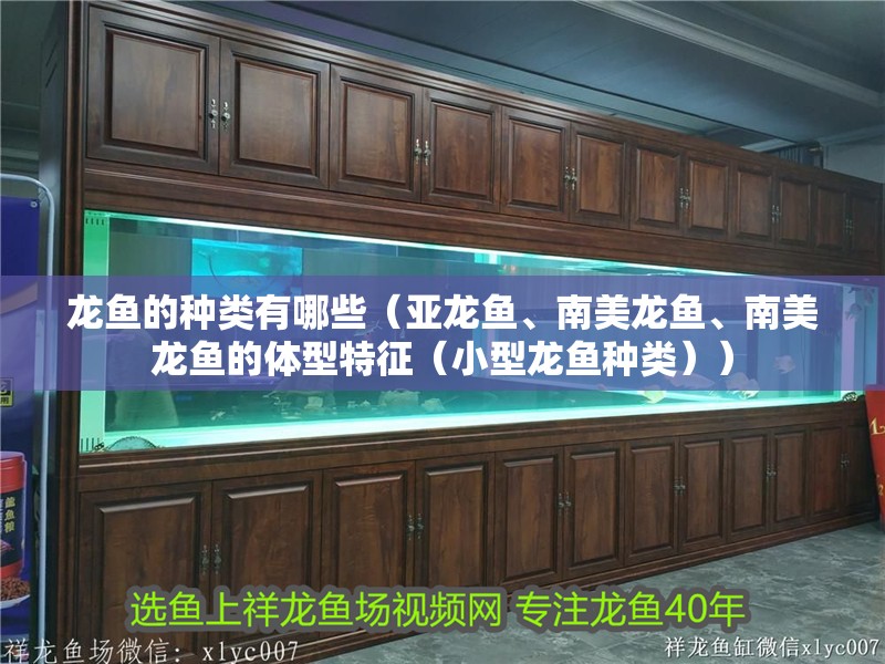 龍魚的種類有哪些（亞龍魚、南美龍魚、南美龍魚的體型特征（小型龍魚種類））