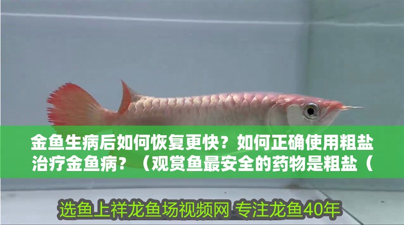 金魚生病后如何恢復更快？如何正確使用粗鹽治療金魚病？（觀賞魚最安全的藥物是粗鹽（無碘鹽（無碘鹽），觀賞魚四大必備神藥）